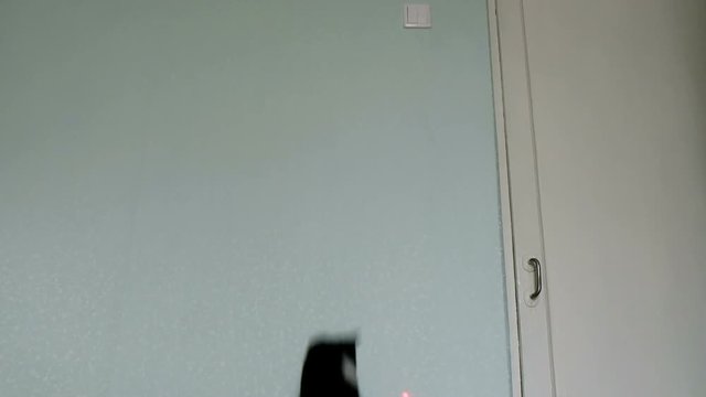 Black cat funny jumps on the wall behind a laser pointer at home slow motion