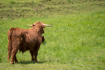 Schottische Hochland Rinder auf der gr&uuml;nen Weide