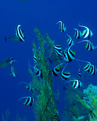 Schooling Bannerfish in Tubbataha. The Tubbataha Reef Marine Park is UNESCO World Heritage Site in the middle of Sulu Sea, Philippines.