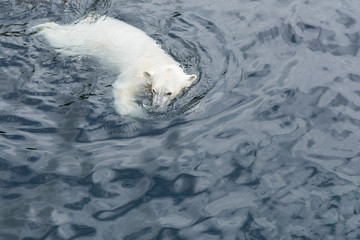 view of polar bear swimming in the water