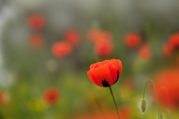 Heads of red poppies on a spring verdant meadow. Selective focus.