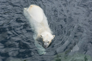 Naklejka premium view of polar bear swimming in the water