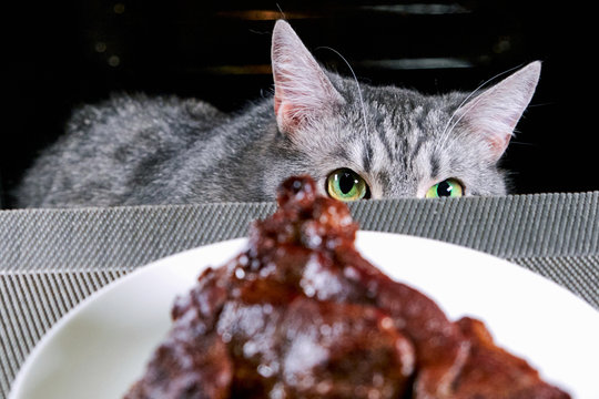 Cat close-up was hiding in kitchen. Pet looks at bottom of piece meat. Roast beef is on a plate, it hunts a cat. Black background. Kitten food hunting