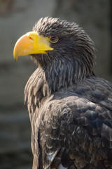 Obraz premium Adler Portrait vor gruem Hintergrund