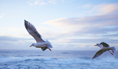 vuelo