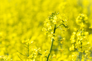 yellow blooming rapeseed field