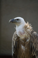 Gänsegeier Portrait vor grauem Hintergrund