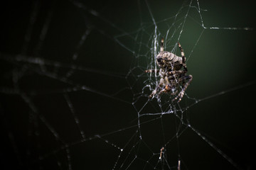 Araignée sur sa toile