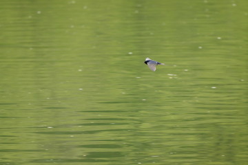 Schwalbe im Flug