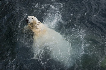 view of polar bear swimming in the water