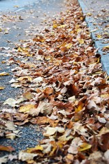 leaves and colors of autumn