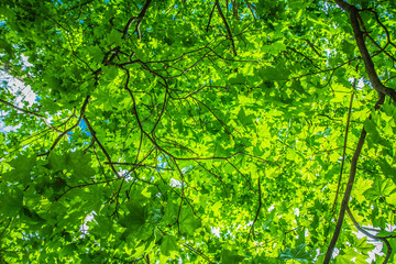 Maple (Acer) tree with green leaves seen upwards against blue sky