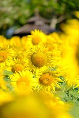 Obraz premium Sun flower blooming in the garden
