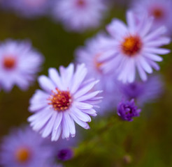 Obraz premium Blue aster flowers.