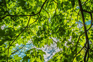 Maple (Acer) tree with green leaves seen upwards against blue sky
