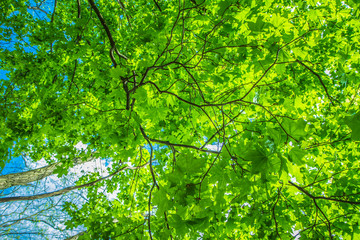 Maple (Acer) tree with green leaves seen upwards against blue sky