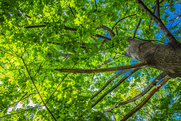 Maple (Acer) tree with green leaves seen upwards against blue sky