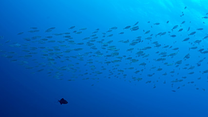 Naklejka na ściany i meble Surgeonfish School in Tubbataha. The Tubbataha Reef Marine Park is UNESCO World Heritage Site in the middle of Sulu Sea, Philippines.