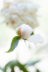 White peony flower