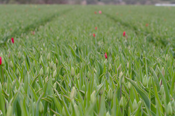 Fields of multicolored tulips in Holland. Fields of unopened buds.