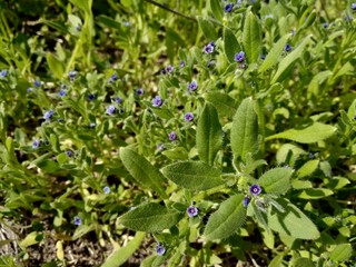 flowers in the garden