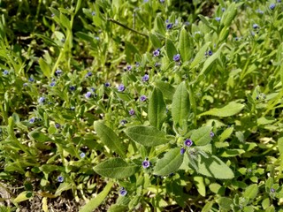 flowers in the garden