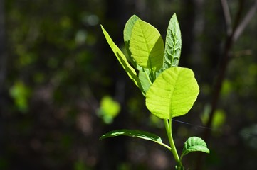 green leaf plants in the spring