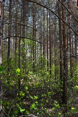 green forest in the spring