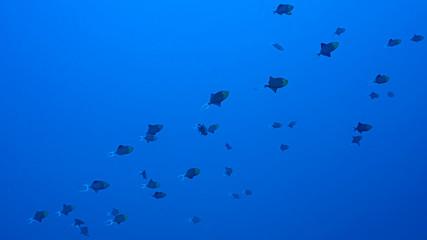 Triggerfish School in Tubbataha. The Tubbataha Reef Marine Park is UNESCO World Heritage Site in the middle of Sulu Sea, Philippines.