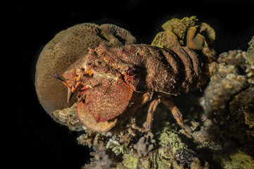 Lobsters in the Red Sea Colorful and beautiful, Eilat Israel