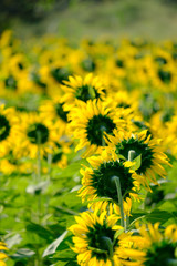 Sun flower and copy space