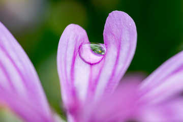 beautiful lilac flower