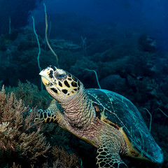 Hawksbill sea turtle in Tubbataha. The Tubbataha Reef Marine Park is UNESCO World Heritage Site in the middle of Sulu Sea, Philippines.