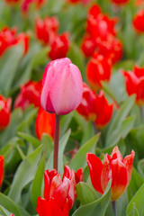 Pink tulip surrounded by red tulips