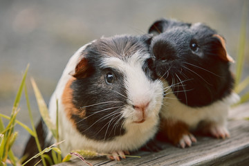 two cute guinea pigs adorable american tricolored with swirl on head