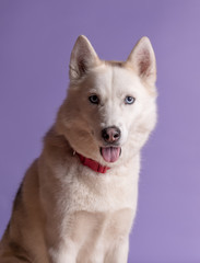 Cute white siberian husky dog with violet bow tie on lilac background. Holiday card with pet. Portrait of funny dog. Copy space