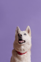 Fototapeta premium Cute white siberian husky dog with violet bow tie on lilac background. Holiday card with pet. Portrait of funny dog. Copy space