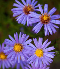 Obraz premium Blue aster flowers.