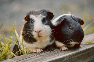 two cute guinea pigs adorable american tricolored with swirl on head