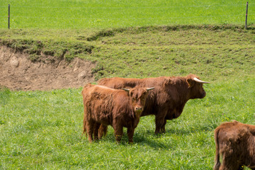 Schottische Hochland Rinder auf der grünen Weide