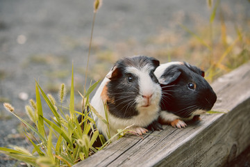 two cute guinea pigs adorable american tricolored with swirl on head in park eating grasses