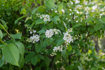 The snow-white flowers of the bird cherry against the background of spring greens.