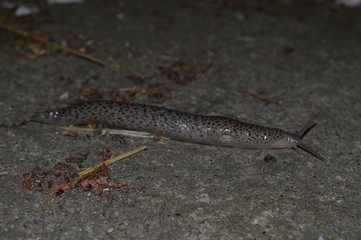 big slug on the track