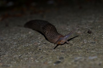 big slug on the track