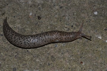 big slug on the track