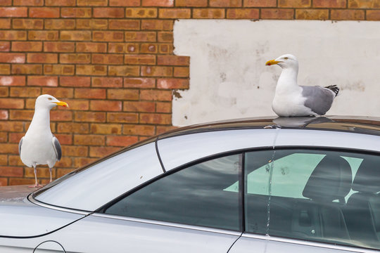 Two Seagulls Taking Ownership Of A Parked Car