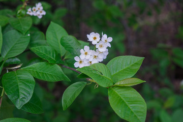 The snow-white flowers of the bird cherry against the background of spring greens.