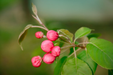 Obraz na płótnie Canvas Bright pink buds of apple tree blossom close up