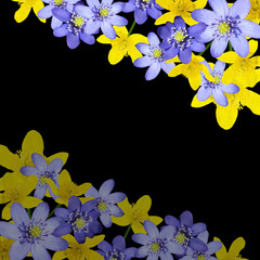 Beautiful floral background of liverwort and buttercups. Isolated