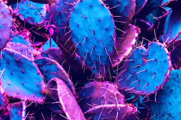 tropical cactus. neon colors. modern style
